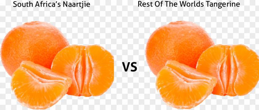 Clementine Tangerine South Africa Satsuma Mandarin Fruit PNG