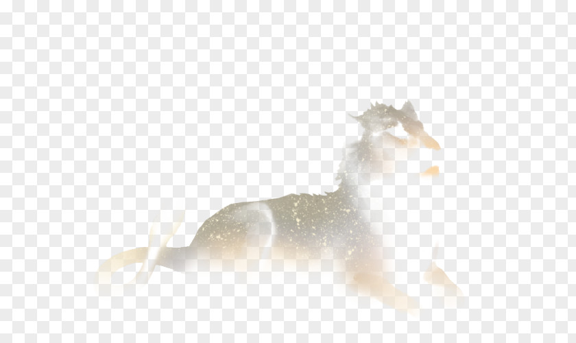 Dog Canidae Desktop Wallpaper Snout Mammal PNG