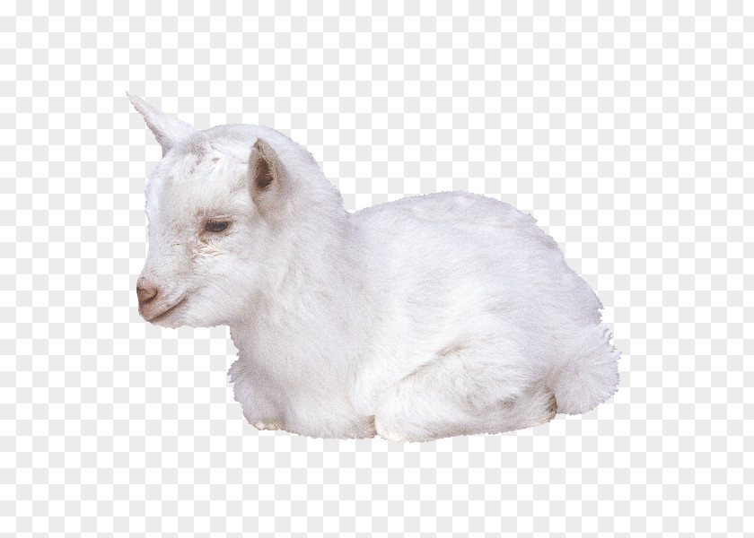 Goat Livestock Merino Fodder PNG