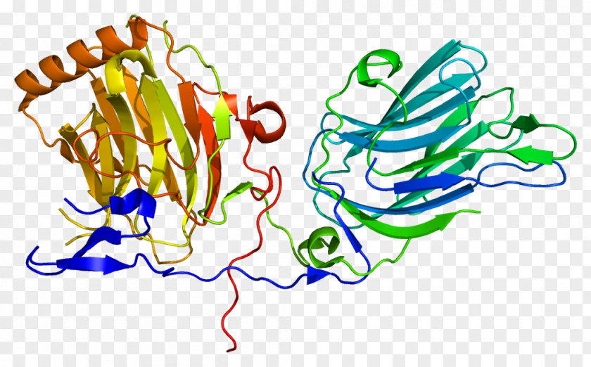 Granule GAS6 Protein Receptor Tyrosine Kinase Gla Domain PNG