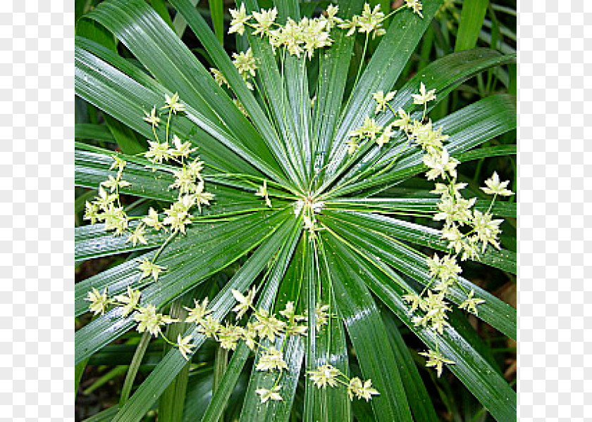 Plant Arecaceae California Palm Rhapis Excelsa Shoeblackplant PNG