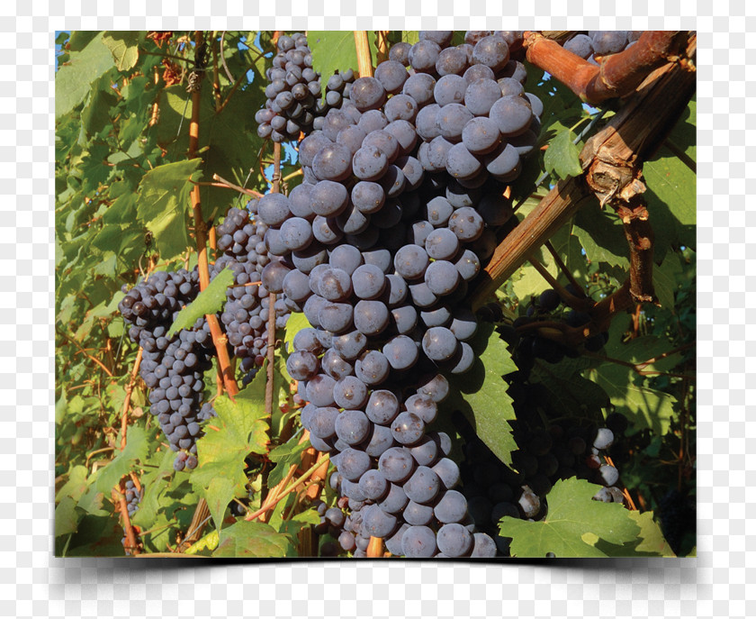 Wine Winery Nebbiolo Italian Tasting PNG