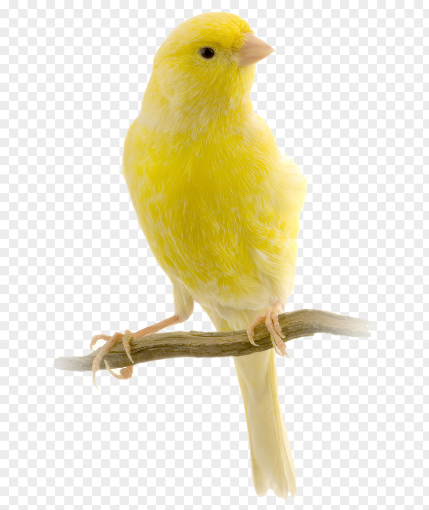 Bird Red Factor Canary Harz Roller Yellow Finch PNG