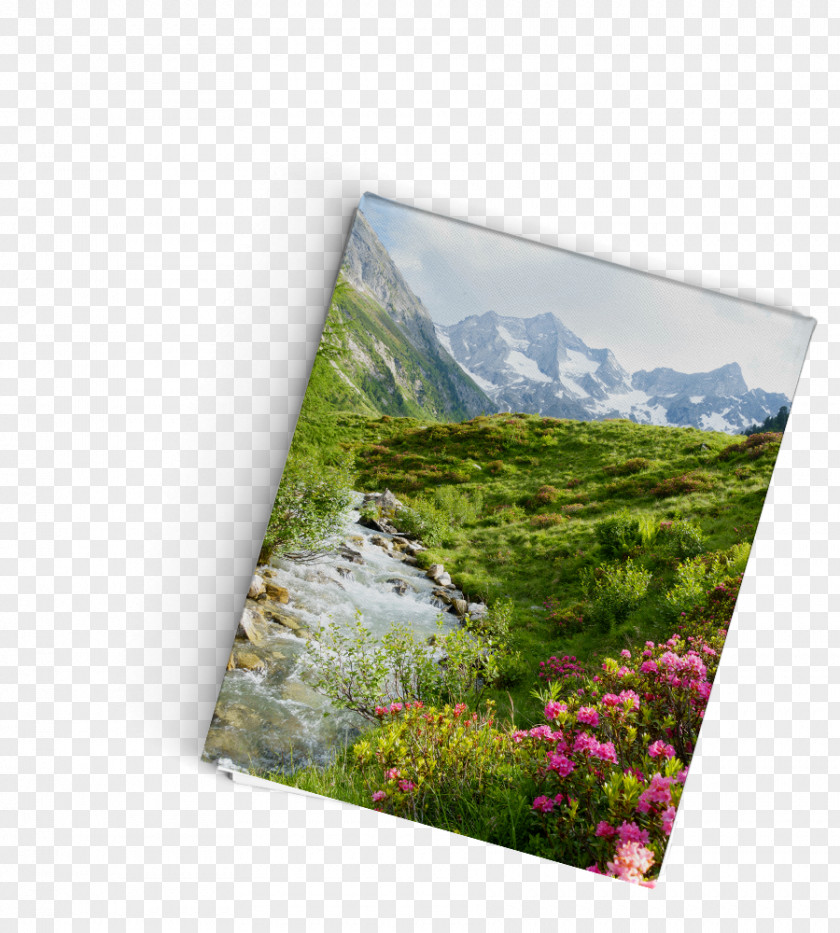 Bis Promised Gifts Flora Ecosystem Book Meadow PNG