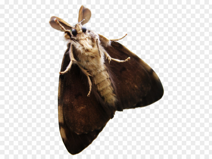 Buffalo Wings Death's-head Hawkmoth Insect Rendering PNG