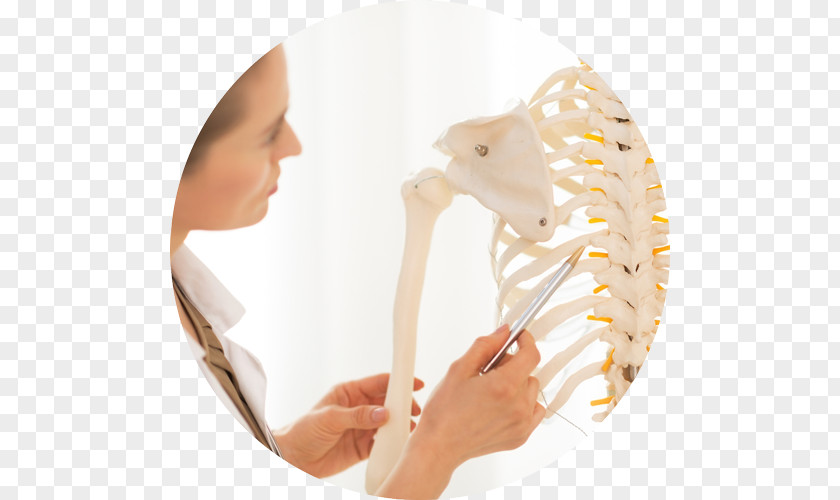 Crossroads Human Anatomy & Physiology Made Incredibly Easy The Skeletal System PNG