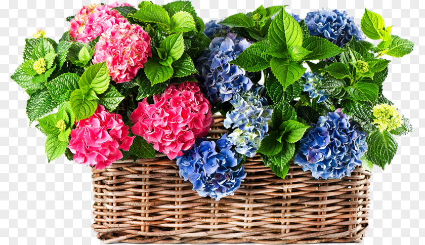 Flower Hydrangea Stock Photography PNG