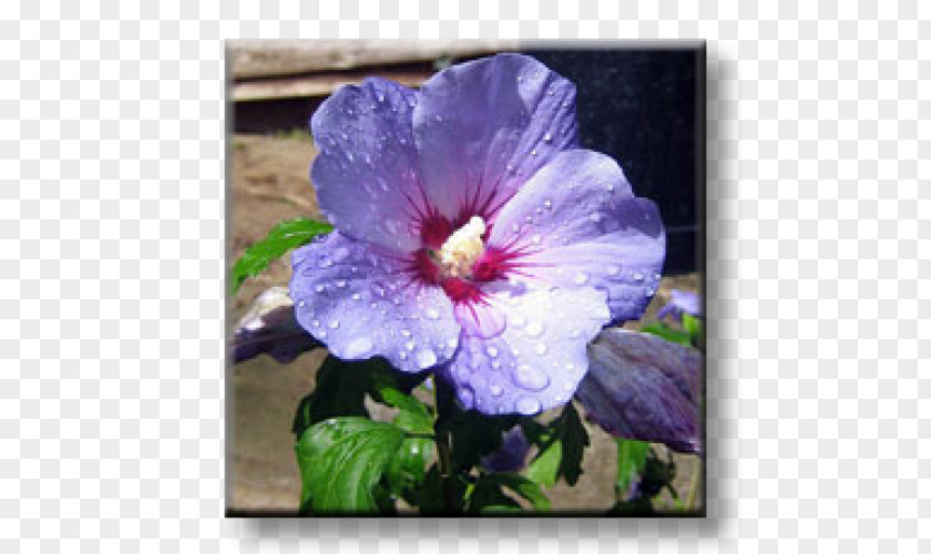 Hibiscus Syriacus Common Shoeblackplant Blue Flower Shrub PNG