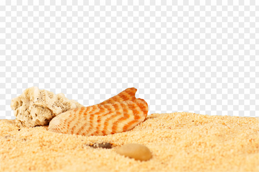 Sand Seashell Desktop Metaphor Wallpaper PNG