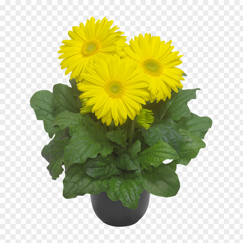 Yellow Flower Logo Transvaal Daisy Chrysanthemum Cut Flowers Floristry PNG