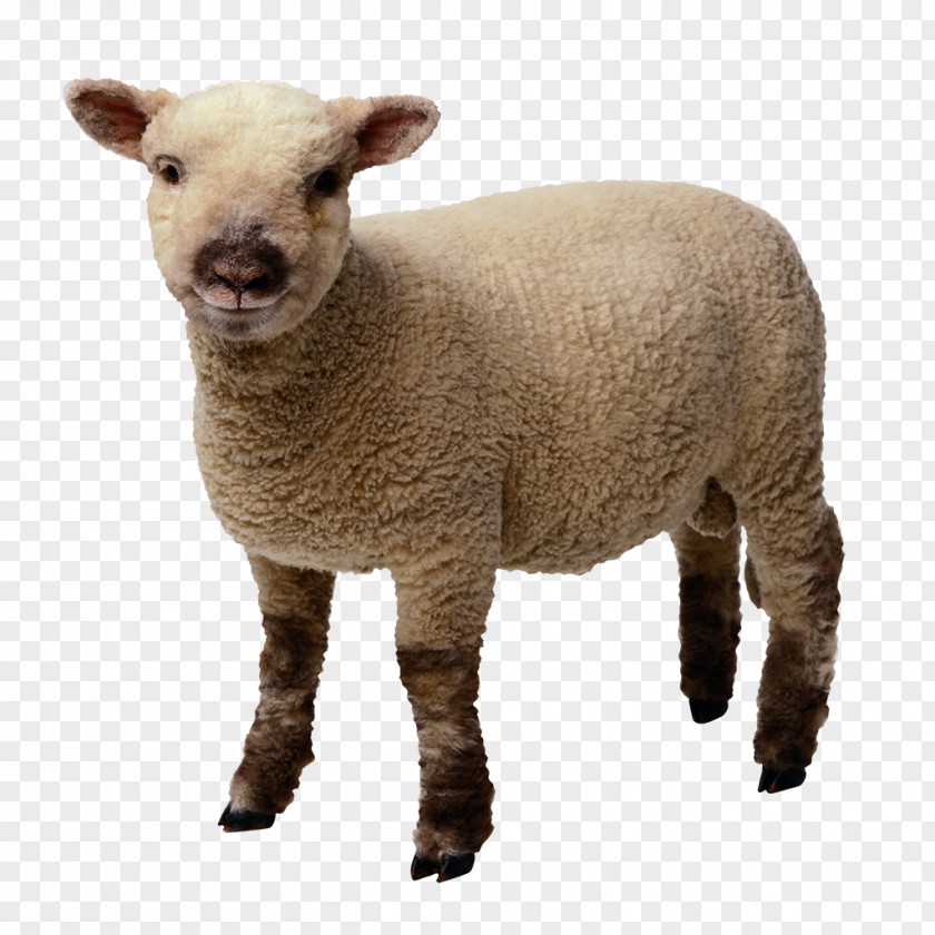Animal Sheep Goat Merino Wool Clip Art PNG