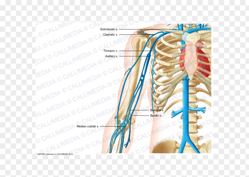 Arm Vein Abdomen Circulatory System Artery Pelvis PNG