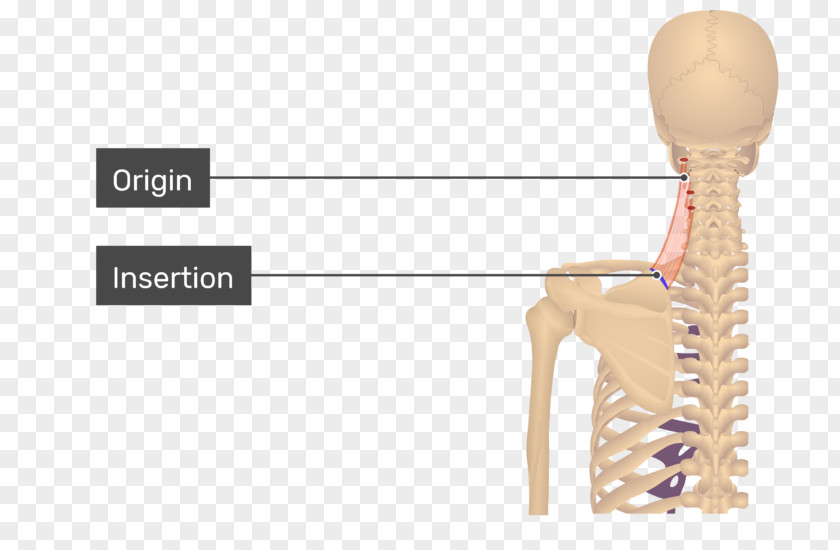 Latissimus Dorsi Levator Scapulae Muscle Trapezius Ani Rhomboid Major PNG