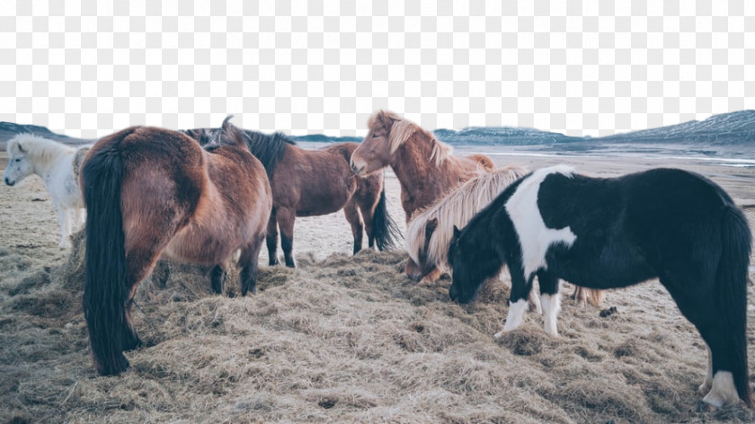 Mare Mane Horse Pony Shetland Herd Mustang PNG