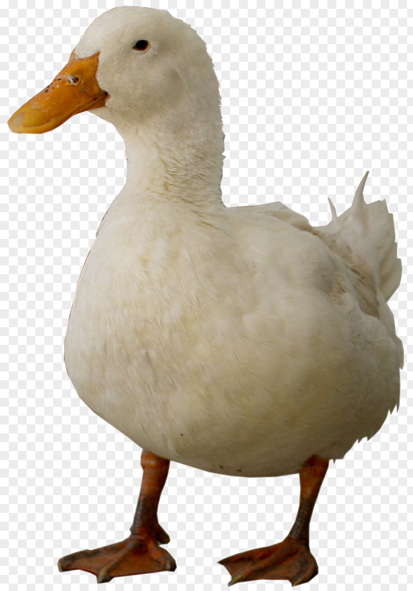 Pato Duck Goose Fowl Fauna Feather PNG