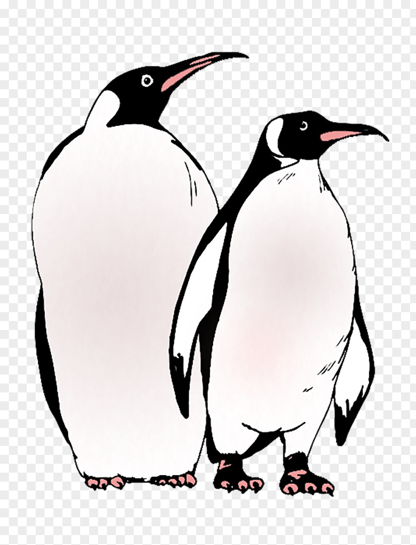 Pinguins Mr. Popper's Penguins Tom Popper Coloring Book PNG