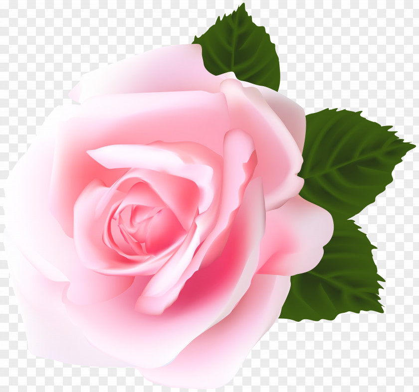 Rose Pink Clip Art Garden Roses Centifolia PNG