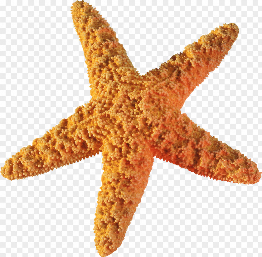 Starfish Clip Art PNG