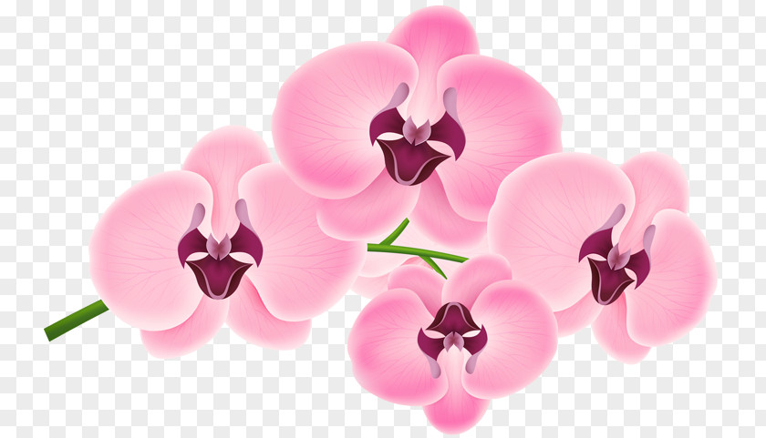 Stone Pillar Moth Orchids Pink M Teller PNG