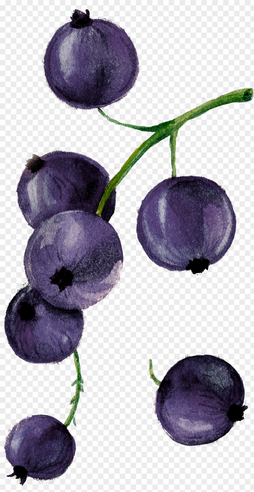 Blueberry Cheesecake Fruit PNG