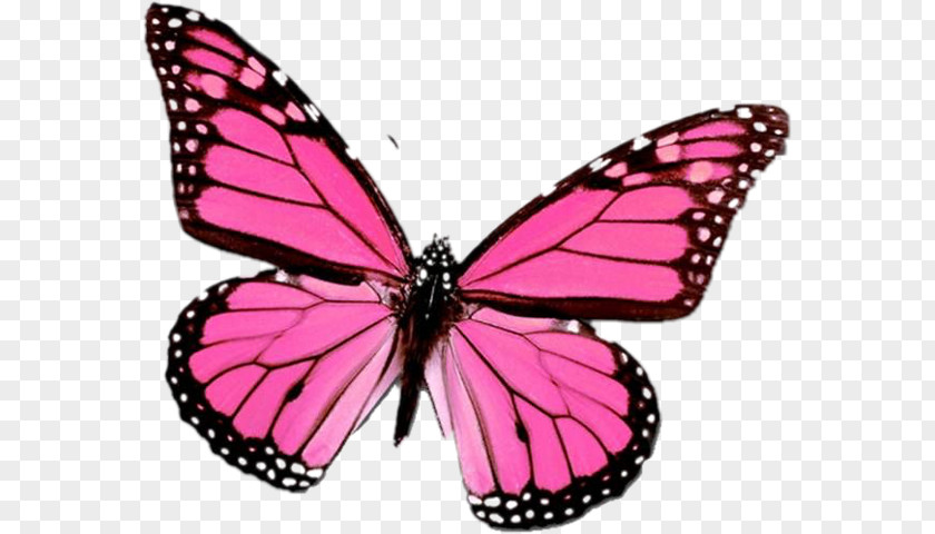 Butterfly Monarch Mariposa Clip Art PNG