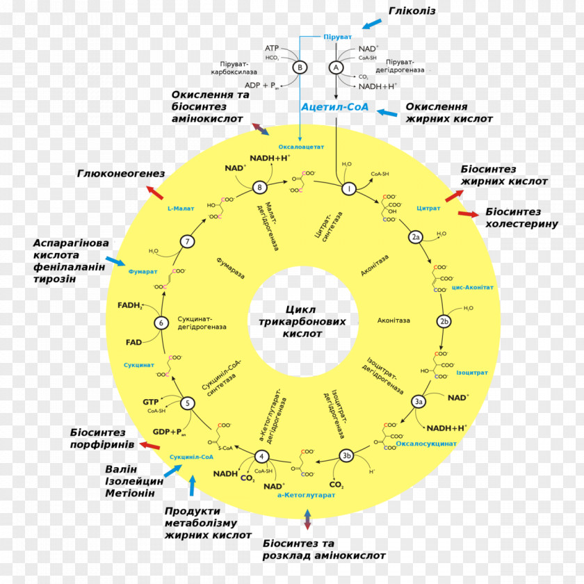 Citric Acid Cycle Metabolism Biochemistry Cell Biology PNG