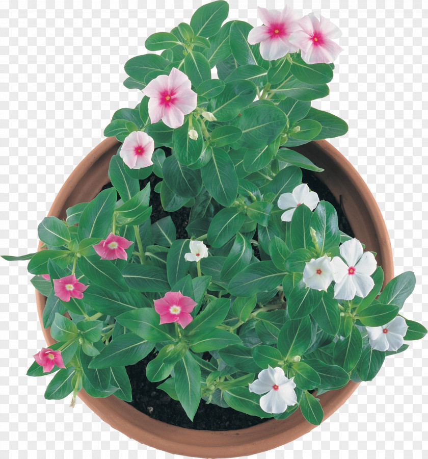 Flower Flowerpot Houseplant Annual Plant PNG