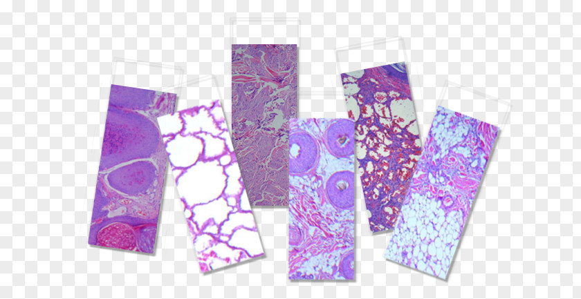 Skin Cells Plastic PNG