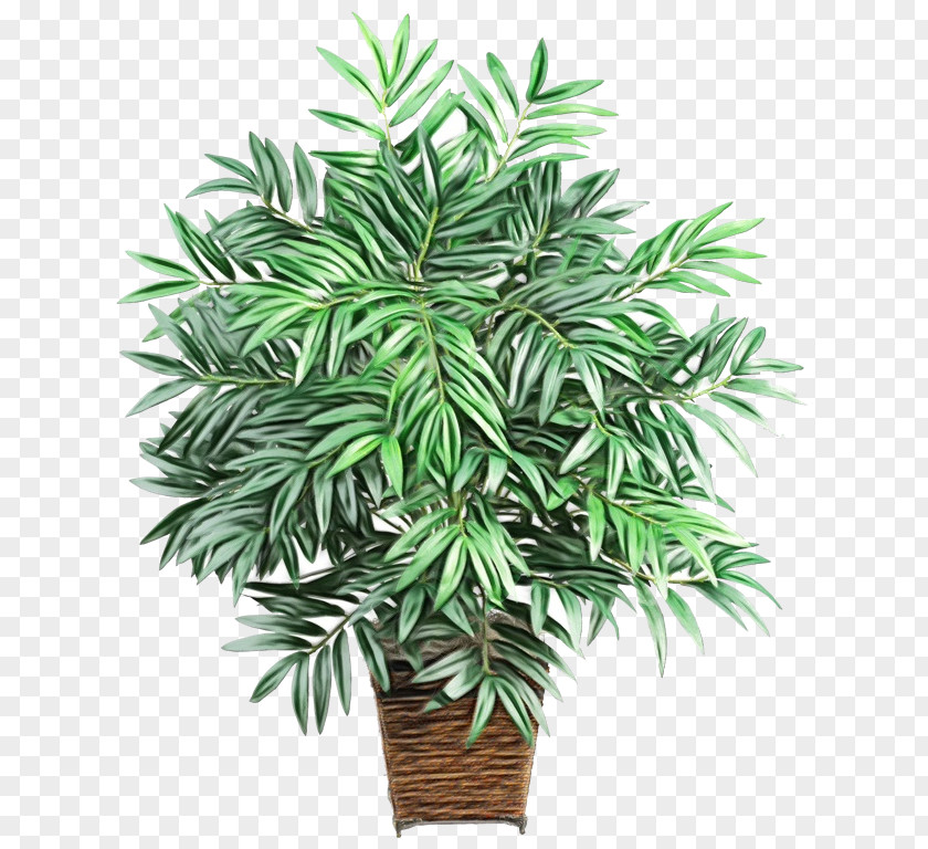 Arecales Palm Tree PNG