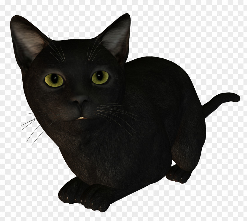 Cat Bombay Burmese Korat Kitten Black PNG