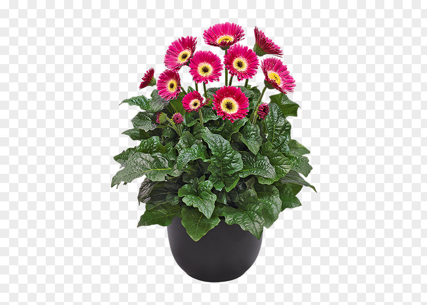 Plants Flowerpot Perennial Plant Garden Chrysanthemum PNG
