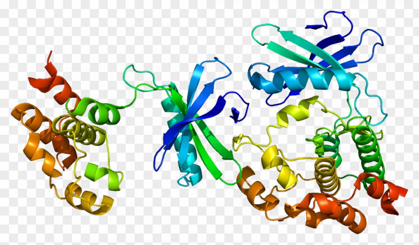 Secretion WNK1 Protein Kinase Receptor-mediated Endocytosis PNG