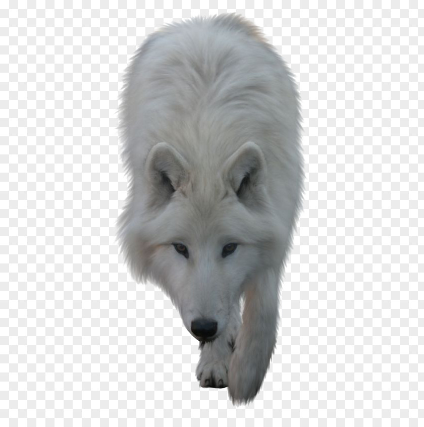 White Wolf Arctic Clip Art PNG