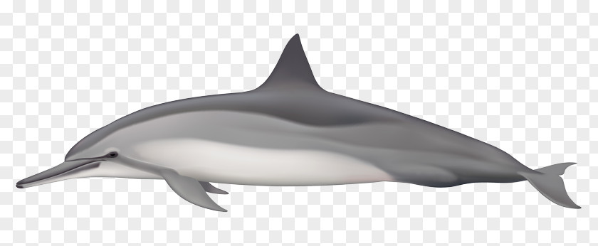 Whitebeaked Dolphin Spinner Striped Short-beaked Common Bottlenose Rough-toothed PNG