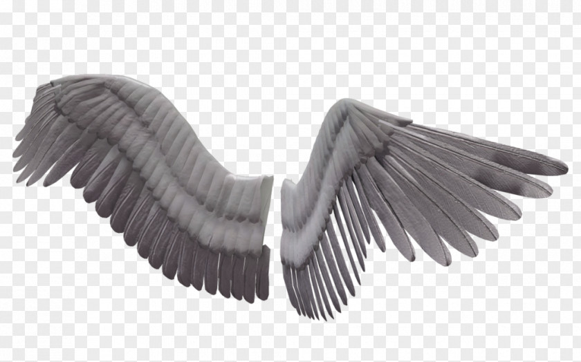 Wings 3D Computer Graphics Wing Clip Art PNG