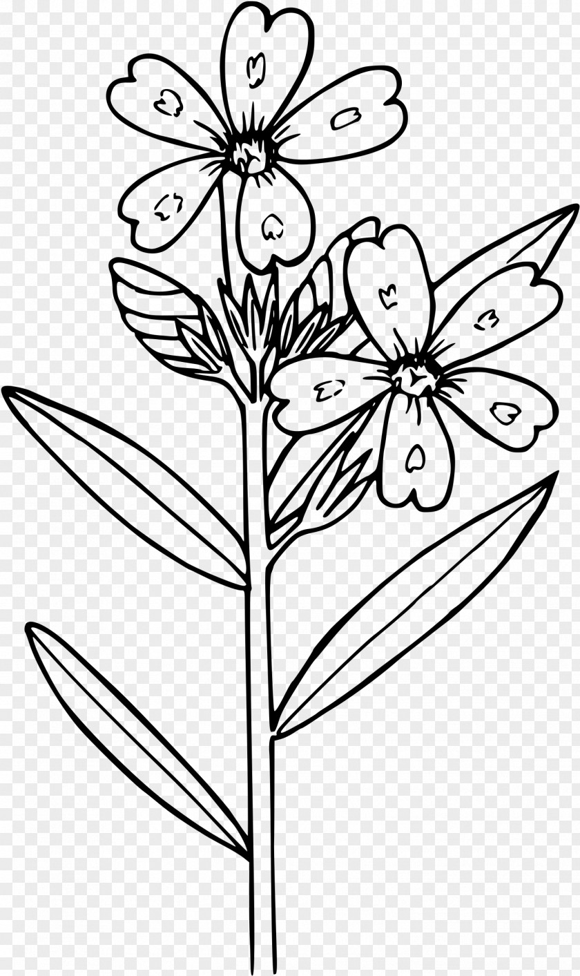 Anemone Phlox Drummondii Flower Coloring Book Clip Art PNG