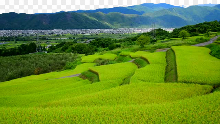 Blue Mountains And Paddy Fields Field Oryza Sativa PNG