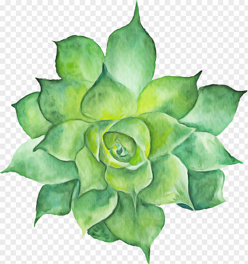 Perennial Plant Agave Watercolor Flower Background PNG