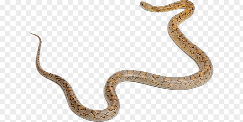 Small Snake Sidewinder Corn Snakes Boa Constrictor Vertebrate PNG