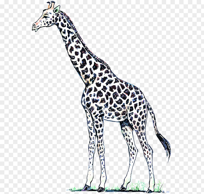 Adaptation Animal Figure Giraffe Terrestrial Giraffidae Wildlife PNG