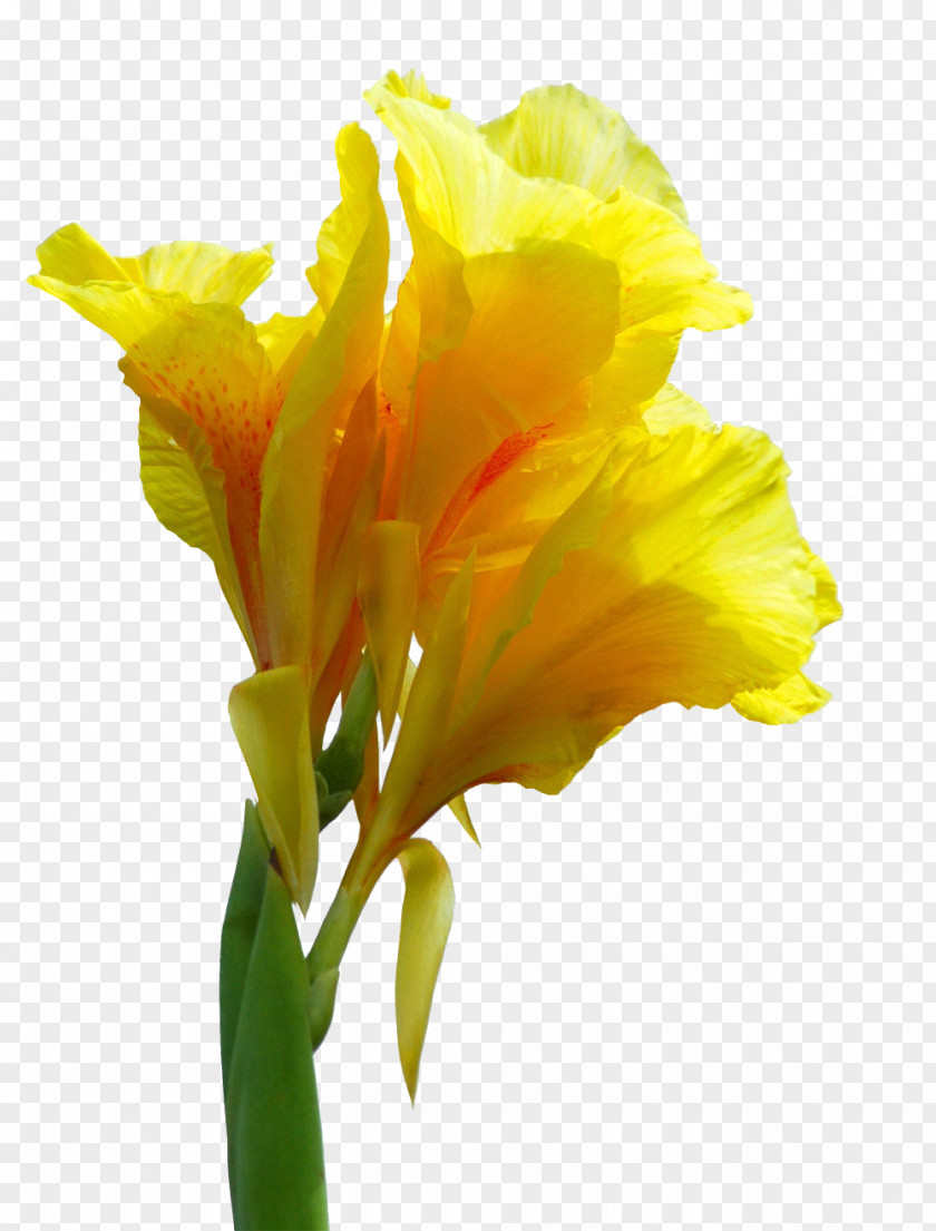 Cannabis Pictures Canna Indica Flower Paper PNG