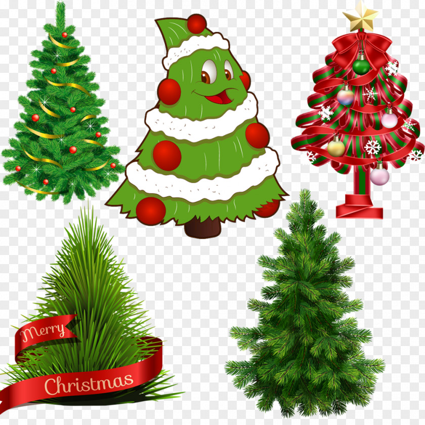 Cute Christmas Tree Scots Pine Fir Norfolk Island PNG