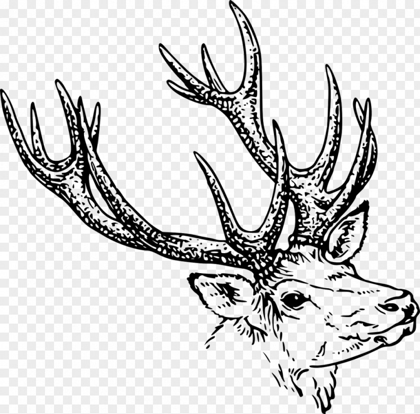 Deer Drawing Line Art Clip PNG