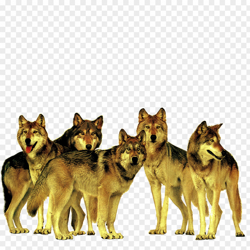 Ferocious Wolf Gray Advertising Accenture Company PNG