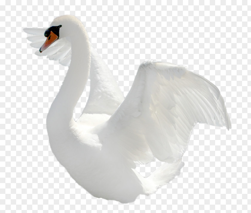 Goose Cygnini Bird Clip Art PNG