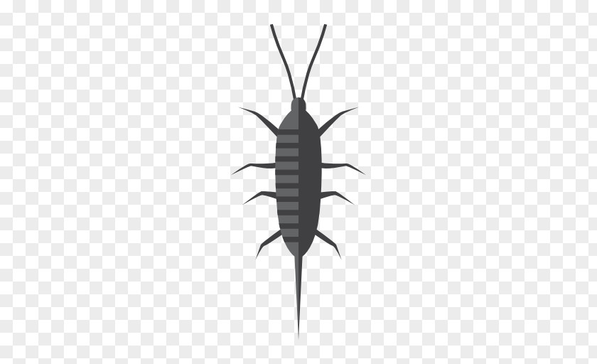 Insect Silverfish Pest Cockroach Termite PNG
