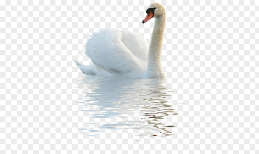 Swan PNG clipart PNG