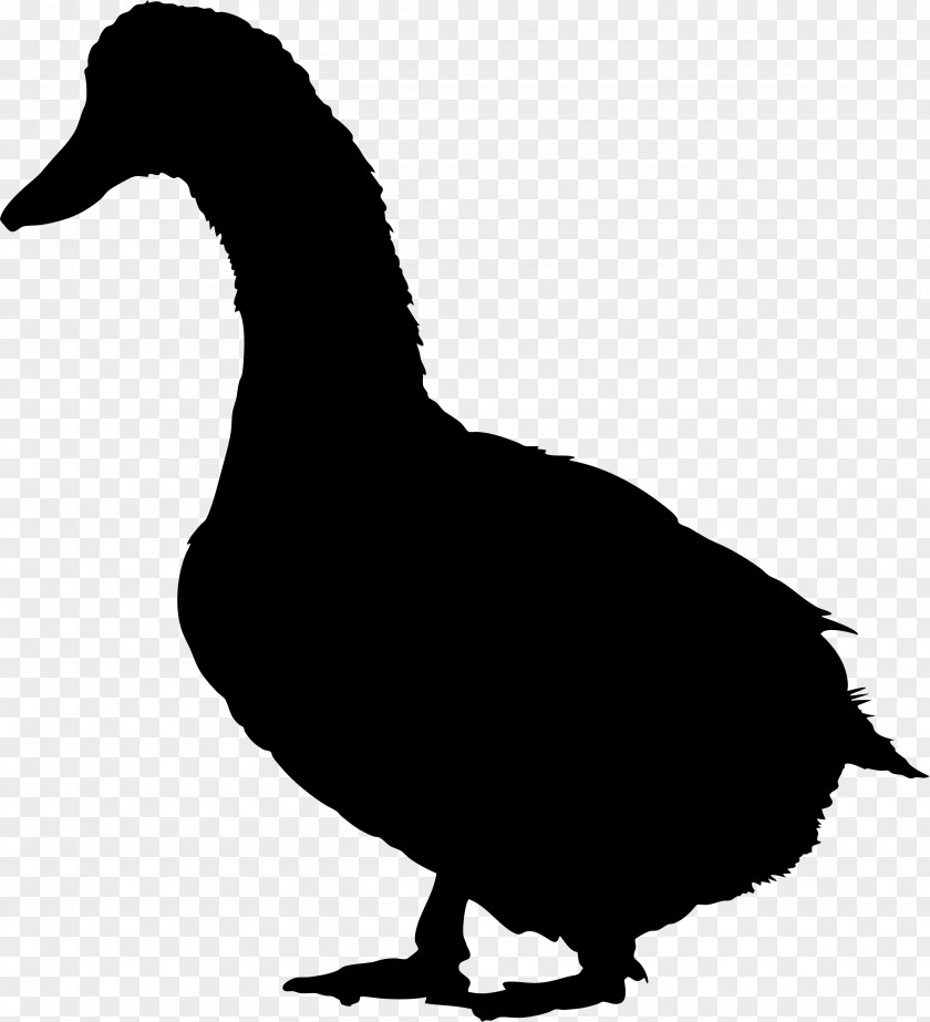 Duck Domestic Goose Bird Fowl PNG