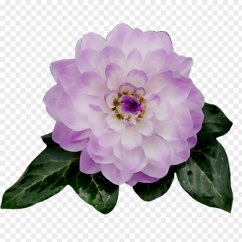 Peony Herbaceous Plant Cut Flowers Rose Annual PNG