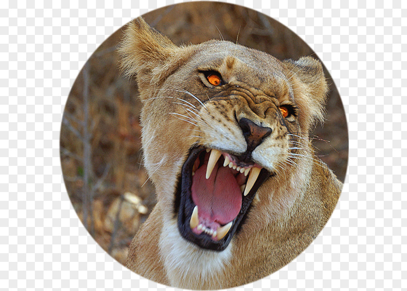 Roar Lion Maasai Mara Serengeti Photography PNG